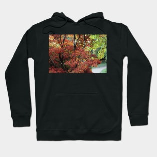 Autumn Path Hoodie